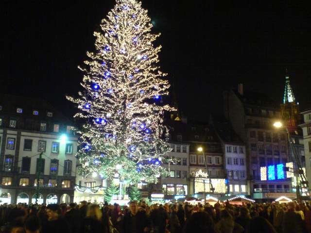 ez lenne az orszag legnagyobb karacsonyfaja. 60meterre nott